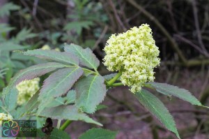 sambucus racemosa (6).jpg